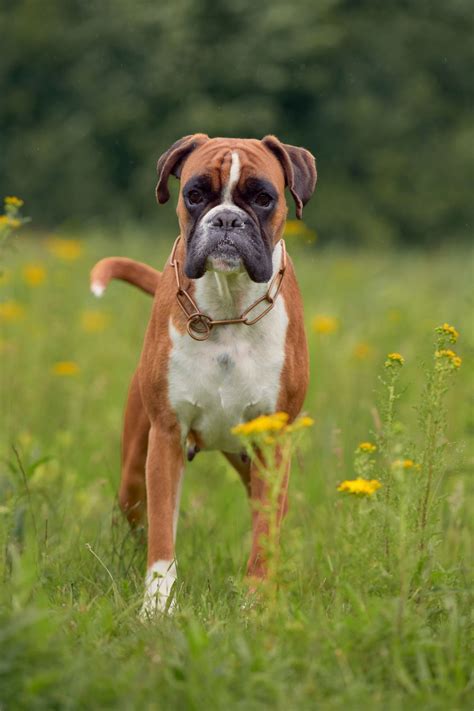 boxer dogs behavior.